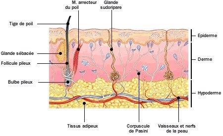 La voie d’abord périphérique sous-cutanée (VSC) - Perfusion à domicile